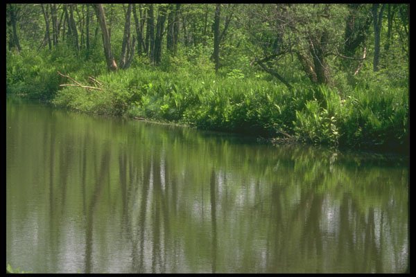 252026 Ferns By The River A4 Photo Print
