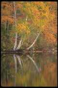 252030 Autumn In The Laurentians A4 Photo Print