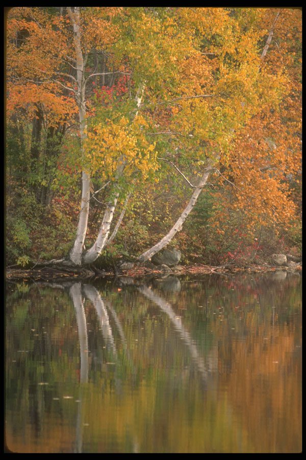 252030 Autumn In The Laurentians A4 Photo Print