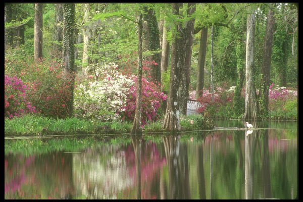 252032 Spring In South Carolina A4 Photo Print
