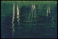 252036 Birch Reflections A4 Photo Print