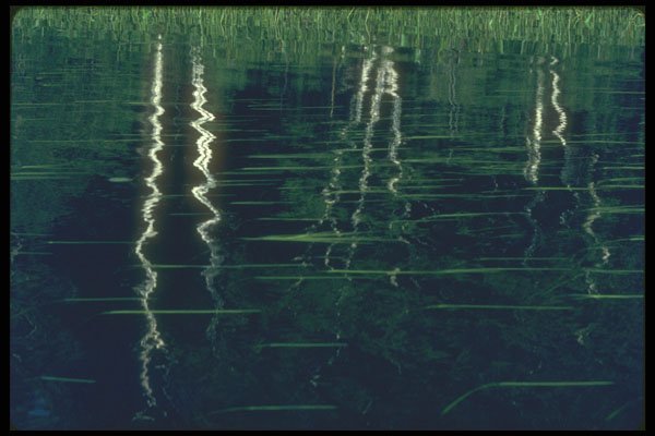 252036 Birch Reflections A4 Photo Print