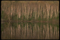 252037 White Birch A4 Photo Print