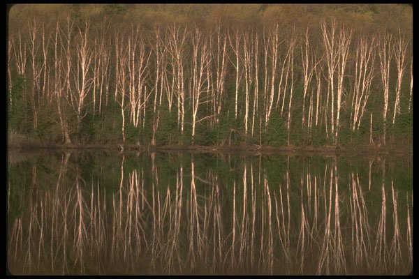 252037 White Birch A4 Photo Print