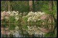 252042 Southern Garden Magnolia Plantation A4 Photo Print