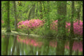252063 Middleton Place A4 Photo Print