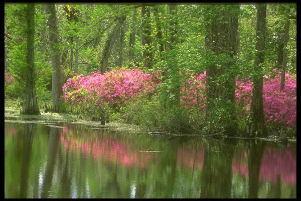 252063 Middleton Place A4 Photo Print