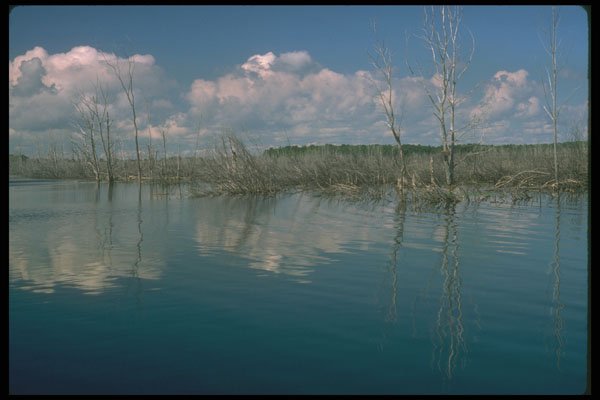 252072 Tiny Marsh Sanctuary A4 Photo Print
