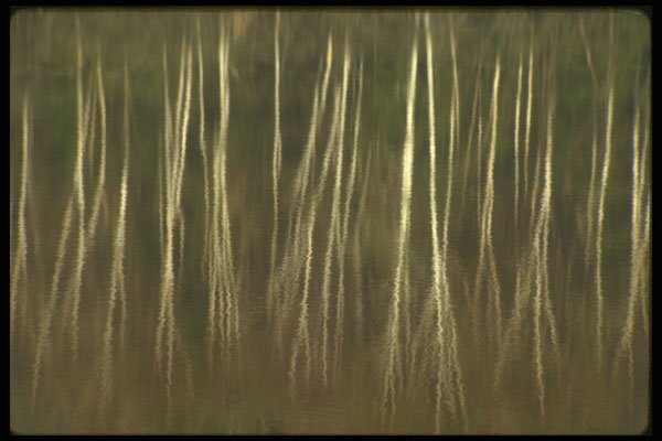 252093 Impressions Of Spring A4 Photo Print