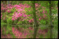 252096 Azeleas A4 Photo Print