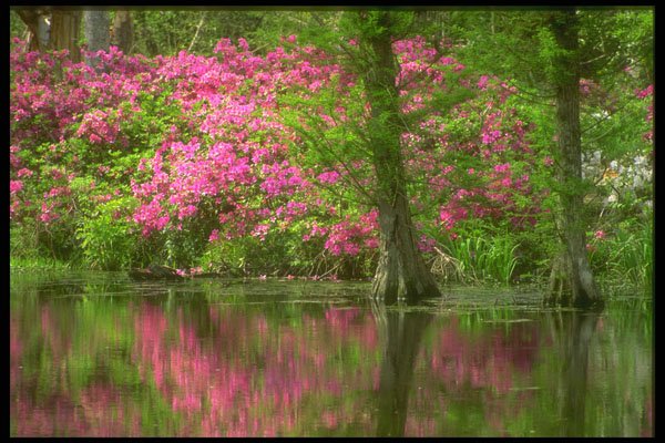 252096 Azeleas A4 Photo Print