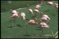 253003 Flamingos At Lake Naivasha A4 Photo Print