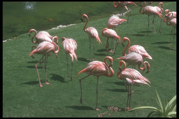253003 Flamingos At Lake Naivasha A4 Photo Print