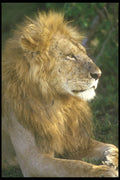 253004 Lion 'Panthers Leo' In The Serenghetti A4 Photo Print