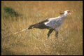 253005 Secretary Bird A4 Photo Print
