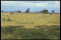 253006 Giraffes In Nairobi Game Reserve A4 Photo Print