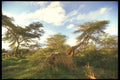 253008 Giraffe Feeding On Acacia A4 Photo Print