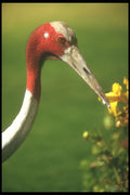 253014 Red headed Crane (close Up) A4 Photo Print