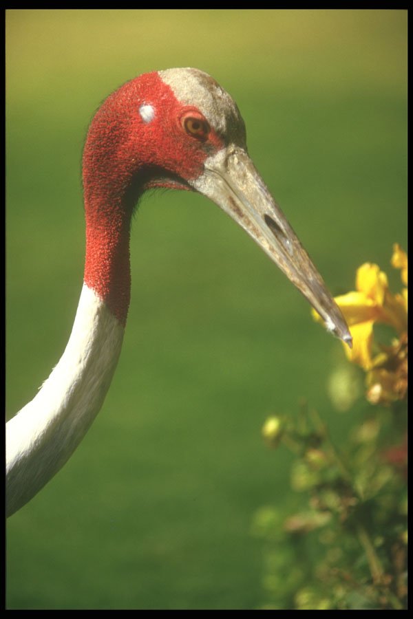 253014 Red headed Crane (close Up) A4 Photo Print