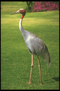 253015 Red headed Crane A4 Photo Print