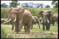 253016 Grazing Herd Of Elephants A4 Photo Print