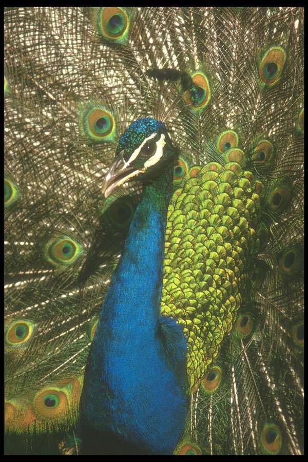 253019 Displaying Male Peacock A4 Photo Print