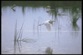 253020 White Heron In Flight A4 Photo Print