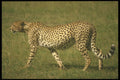 253021 Cheetah A4 Photo Print