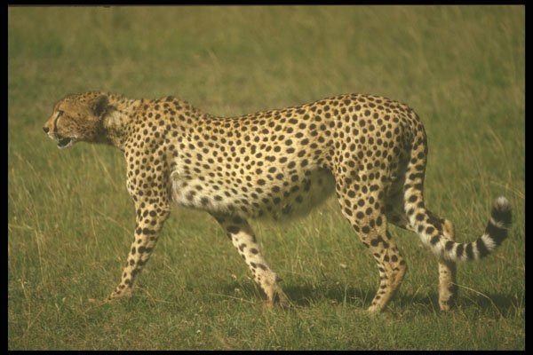 253021 Cheetah A4 Photo Print