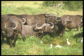 253024 Cape Buffalo And Egrets A4 Photo Print