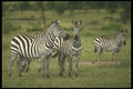 253027 Burchell's Zebra A4 Photo Print