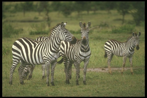 253027 Burchell's Zebra A4 Photo Print