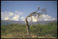 253028 Harrier Eagle A4 Photo Print