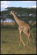 253031 Giraffa Camelopardalia Tippelskirchi A4 Photo Print