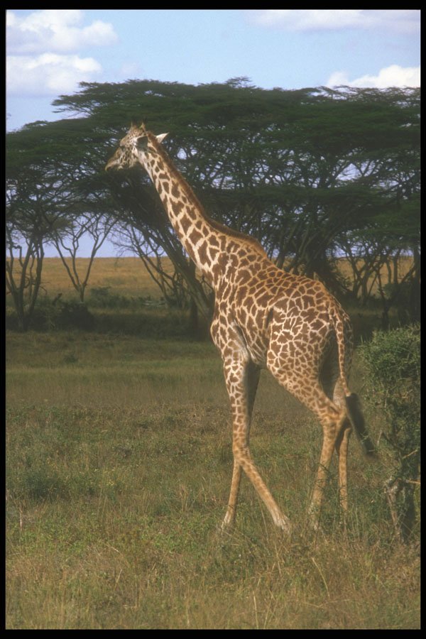 253031 Giraffa Camelopardalia Tippelskirchi A4 Photo Print