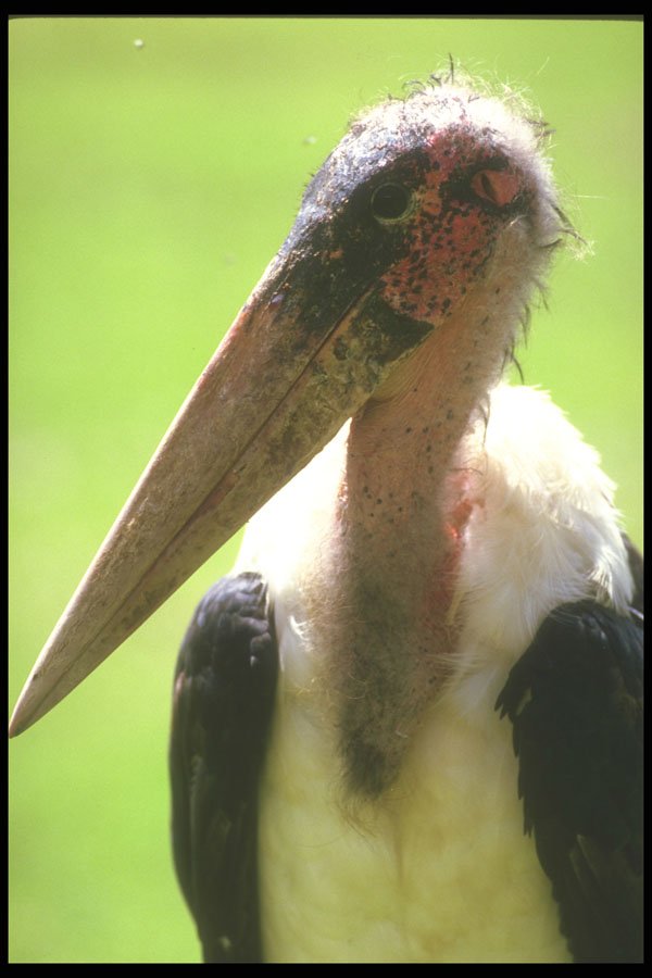 253035 Maribou Stork A4 Photo Print