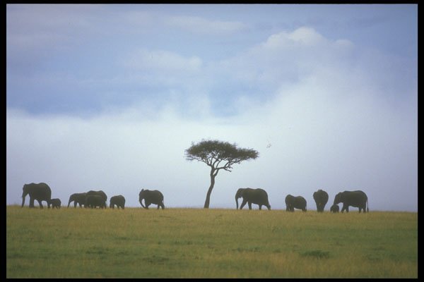 253036 African Elephants Marching Single File A4 Photo Print