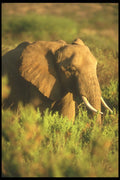 253037 Matriarch Elephant A4 Photo Print