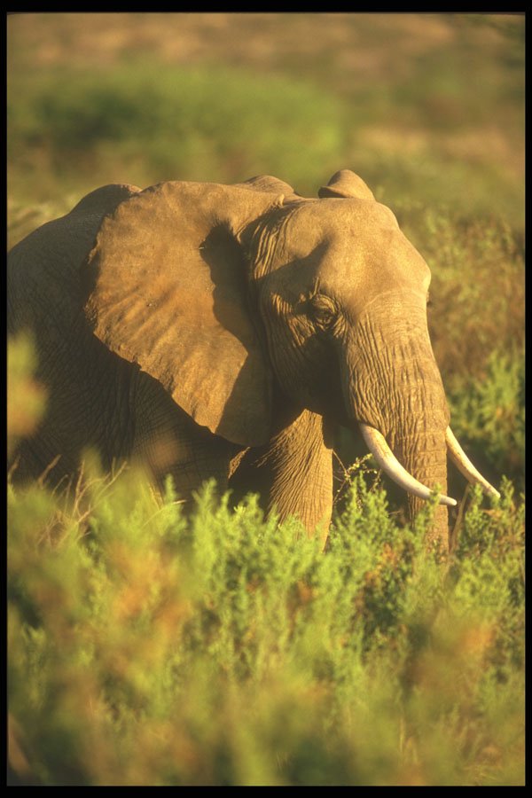 253037 Matriarch Elephant A4 Photo Print