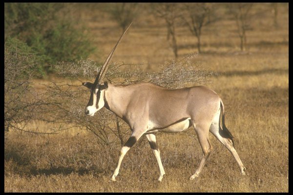 253041 Oryx A4 Photo Print