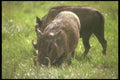 253042 Warthogs, Nairobi Park Reserve A4 Photo Print