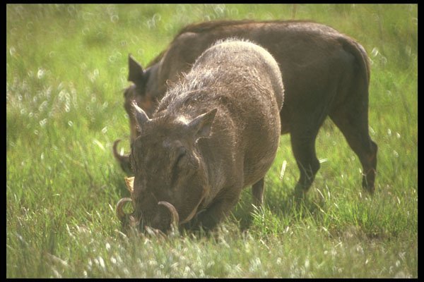 253042 Warthogs, Nairobi Park Reserve A4 Photo Print