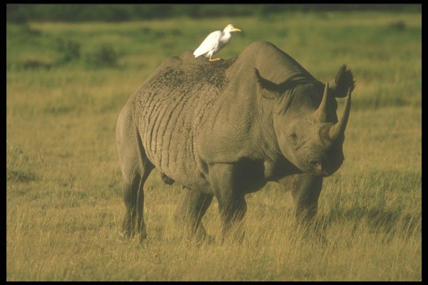253044 Black Rhinocerous And Egret A4 Photo Print