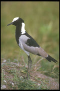 253045 Blacksmith Plover A4 Photo Print