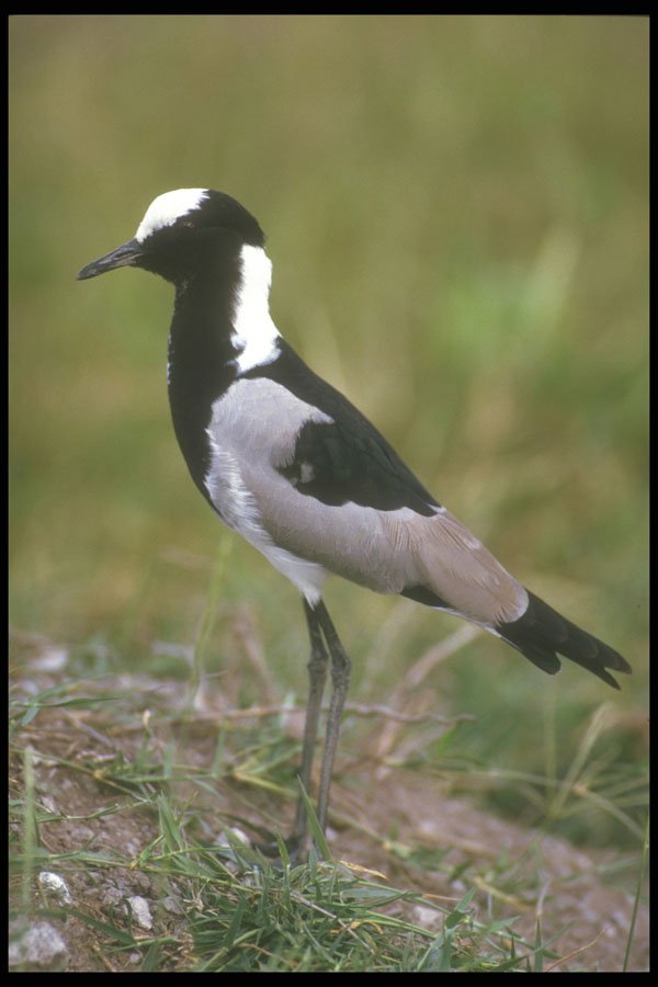 253045 Blacksmith Plover A4 Photo Print