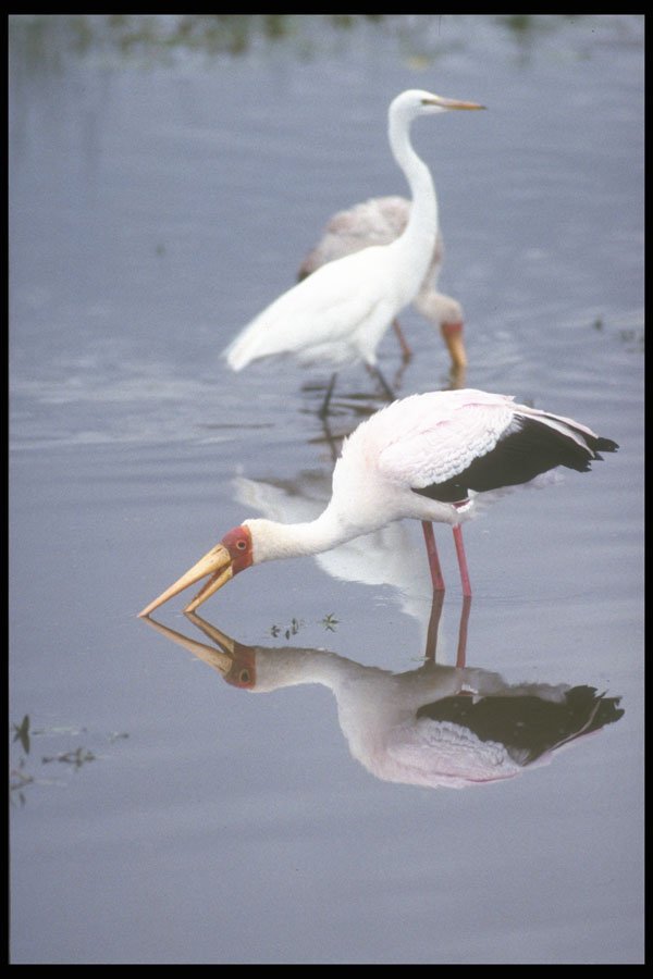 253046 White Crane And Yellow billed Stork A4 Photo Print