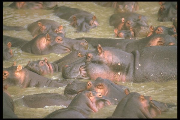 253049 Hippos In The Mara River A4 Photo Print