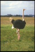 253051 Ostrich, Serenghetti Plain A4 Photo Print