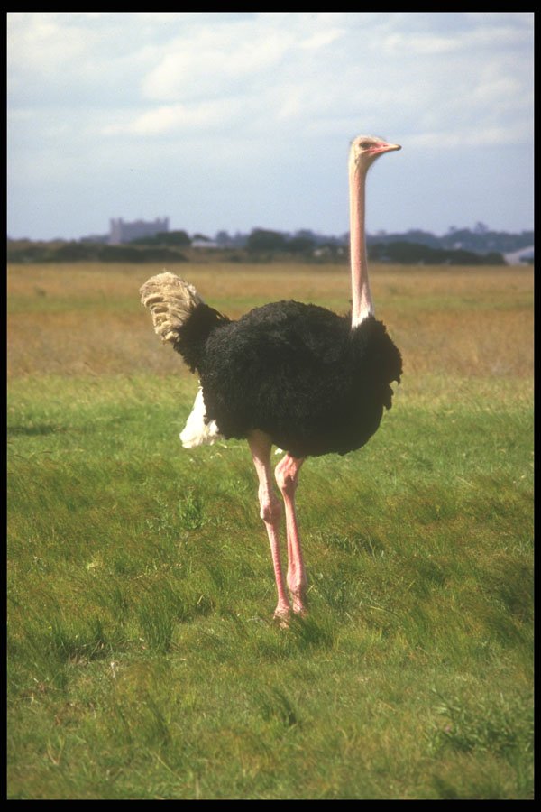 253051 Ostrich, Serenghetti Plain A4 Photo Print