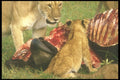 253052 Lions Feeding On Morning Kill A4 Photo Print